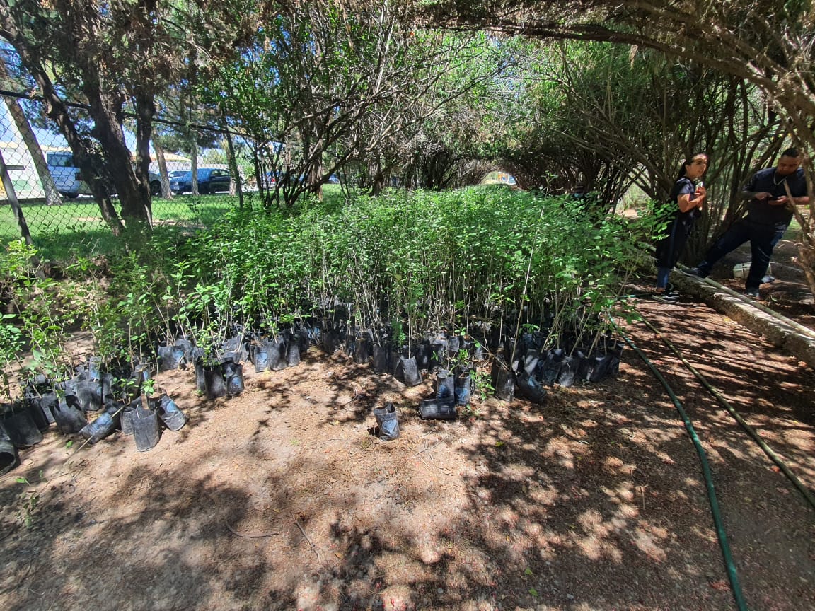 Cultiva Parques y Jardines varias especies en el vivero de El Chamizal