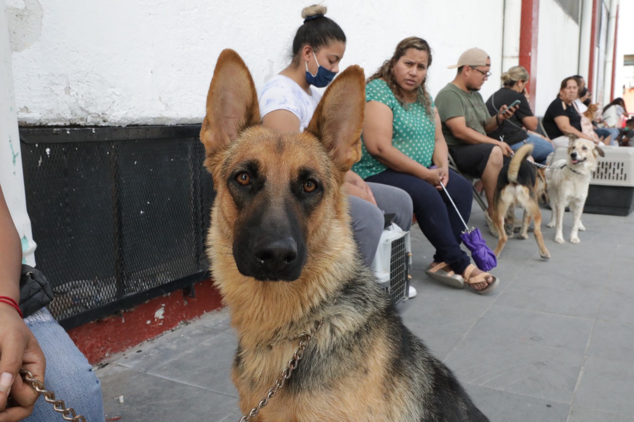 Arrancó Dirección de Ecología con la esterilización de mascotas