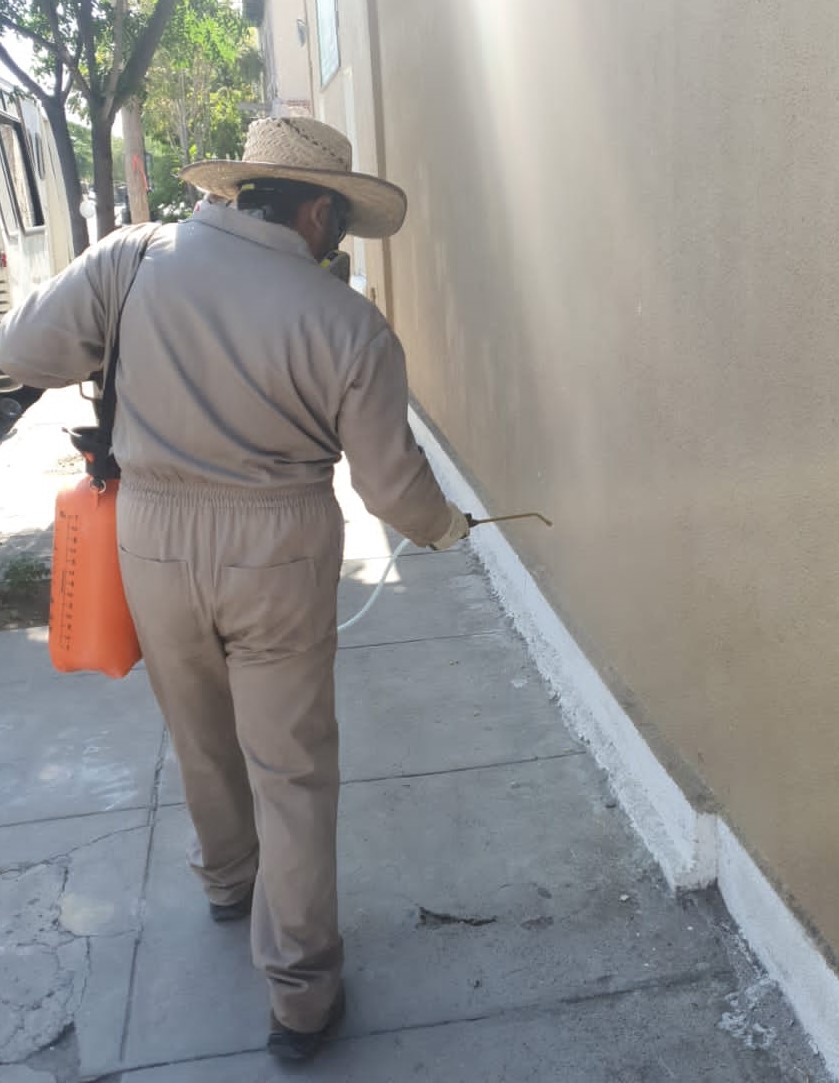 Fumiga el Centro Histórico vs. la garrapata