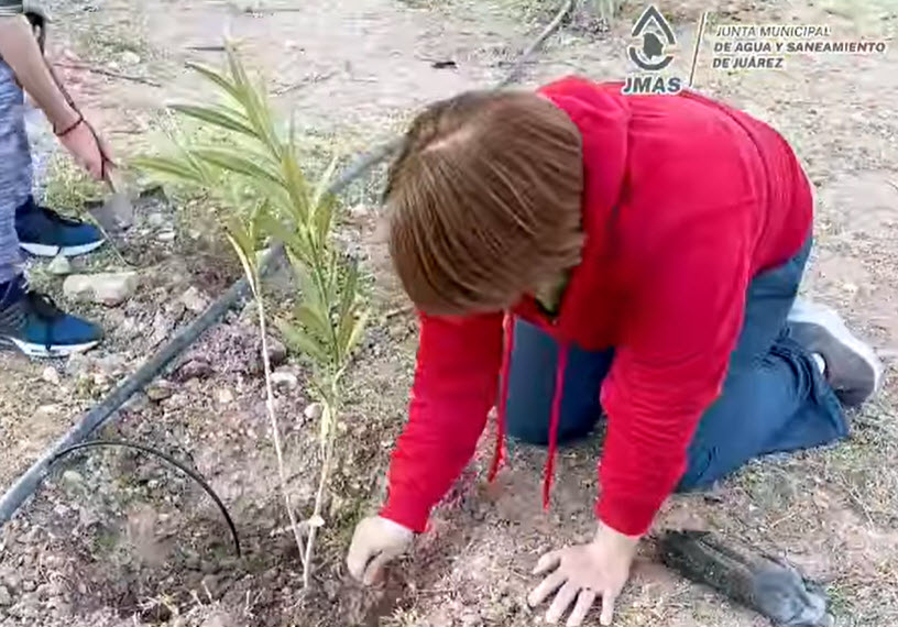 JMAS Juárez donó 100 árboles para el parque hundido