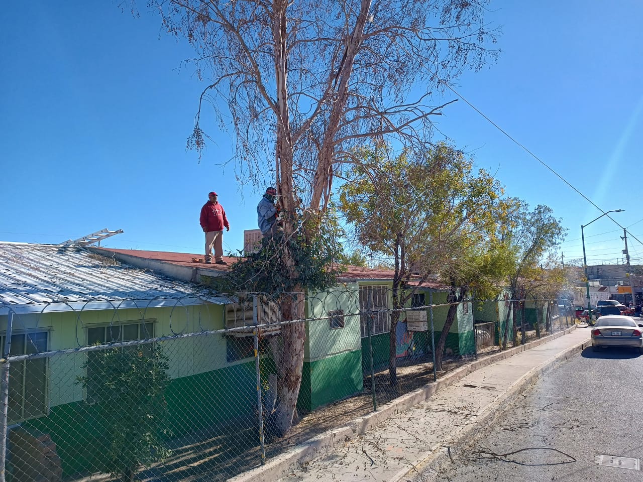 Cumplen podadores y llevan las ramas de podas a Parques y Jardines