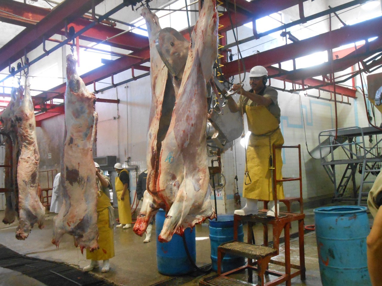 Sacrifican en el rastro 2,237 animales durante el mes de enero