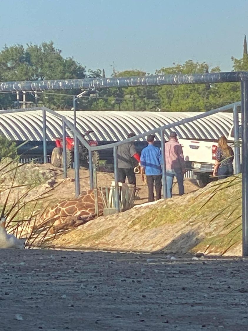 Muere Modesto, la Jirafa de Juárez