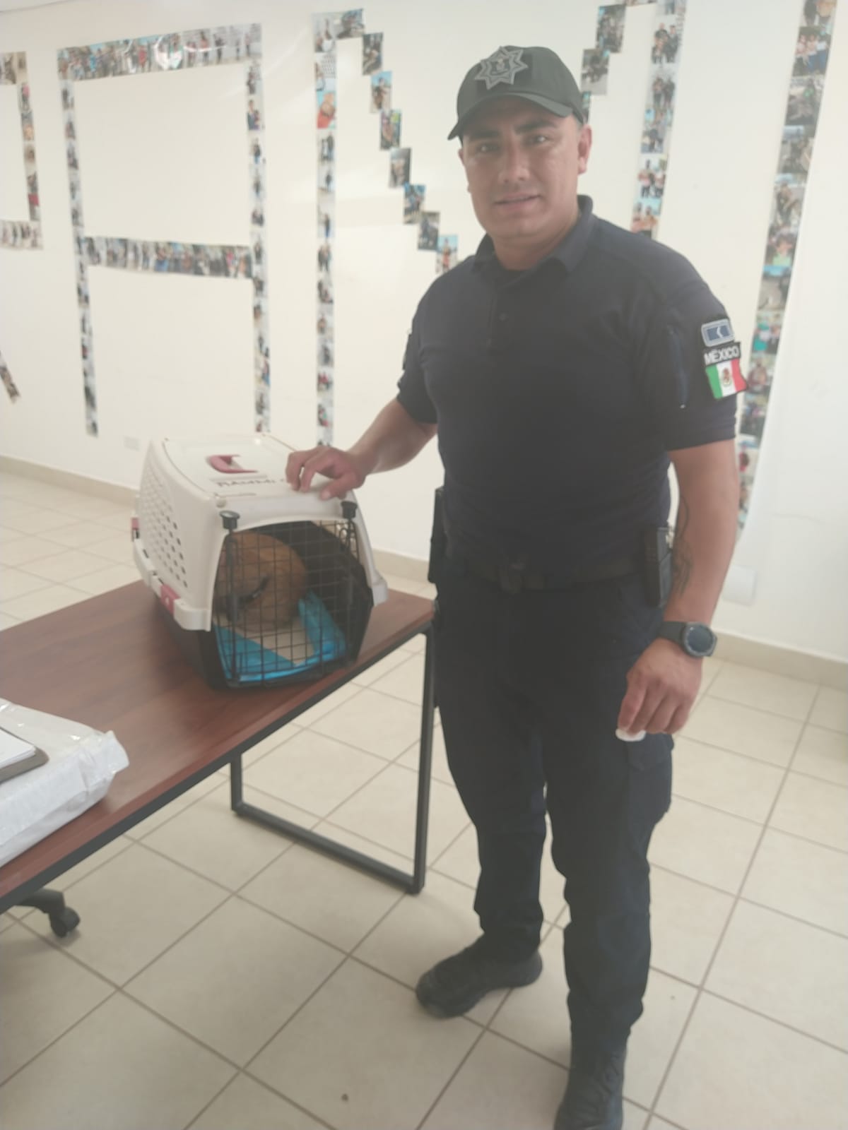 Más de 250 animales ha rescatado y atendido personal del RAMM