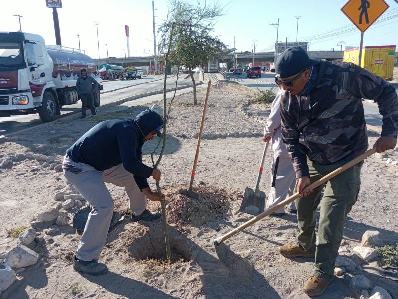 Plantan 175 árboles en el bulevar Zaragoza para reforzar áreas verdes