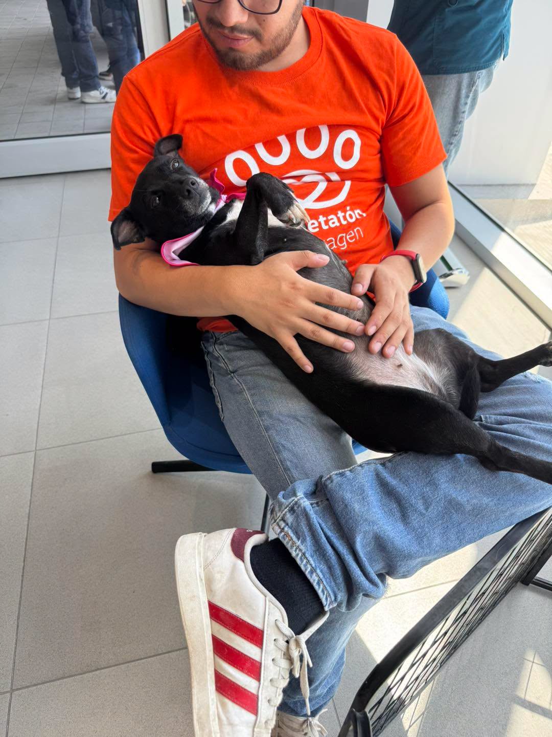 Lleva DABA acciones de esterilización a Parajes del Sur.