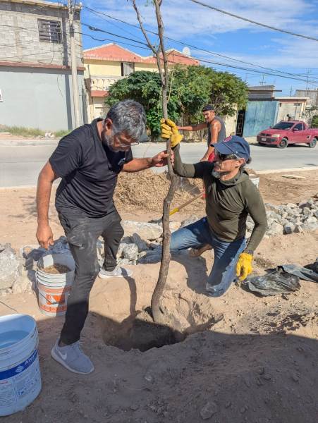 Vecinos impulsan forestación de camellón en colonia Universidad