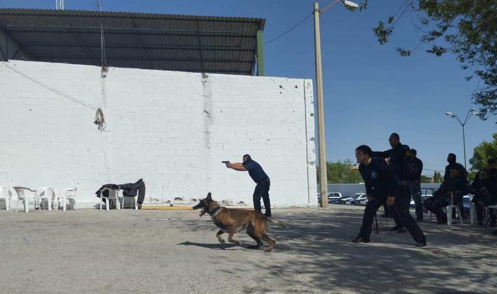 35 agentes de la K-9 buscan certificación en “Perros detectores de narcóticos”