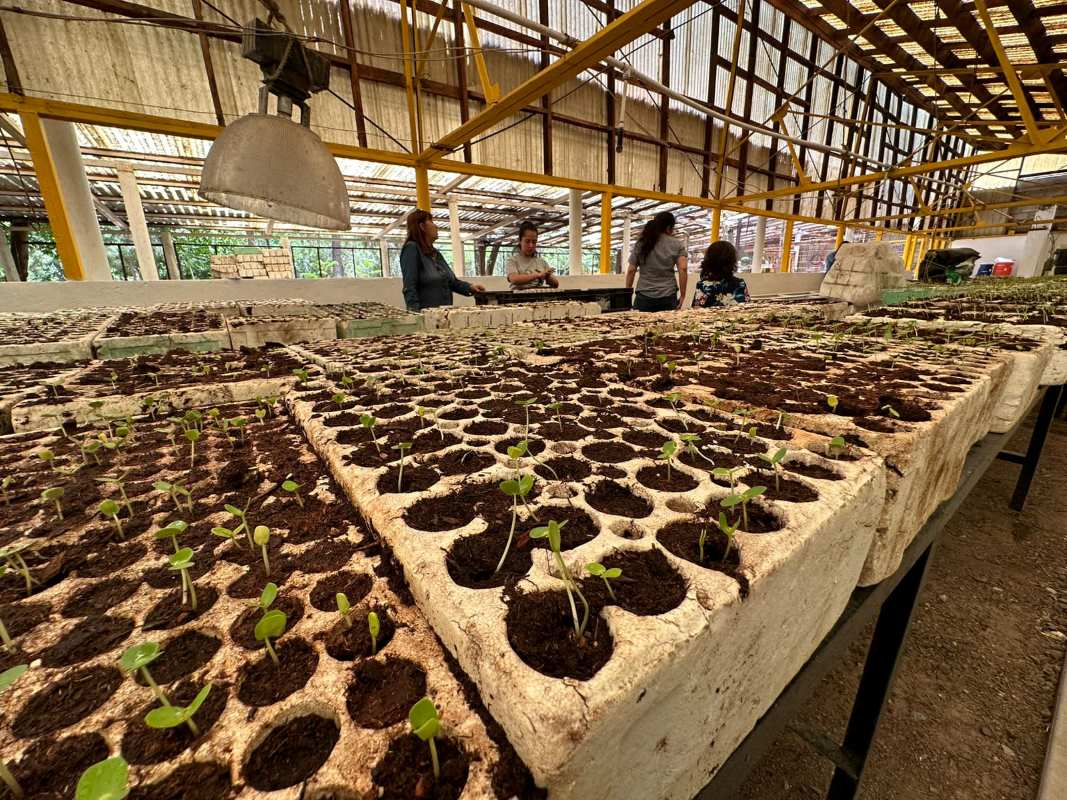 Realiza Parques y Jardines voluntariado en vivero de El Chamizal