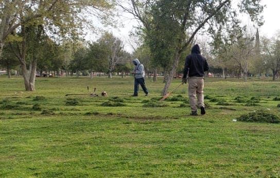 Realizan poda estética en El Chamizal y retiran árboles que representan riesgos para la población.