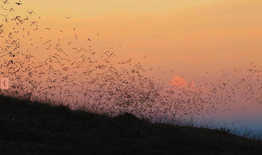 Llaman a votar por Chihuahua en “premios Mágicos por Excelencia 2025”