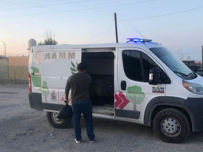 DABA reporta aumento en casos de maltrato animal