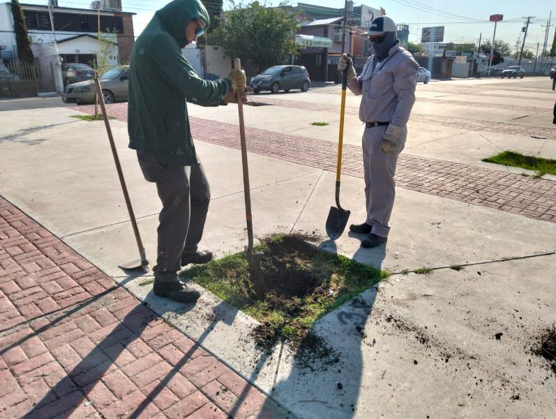 Preparan camellón de Ejército Nacional para forestación urbana