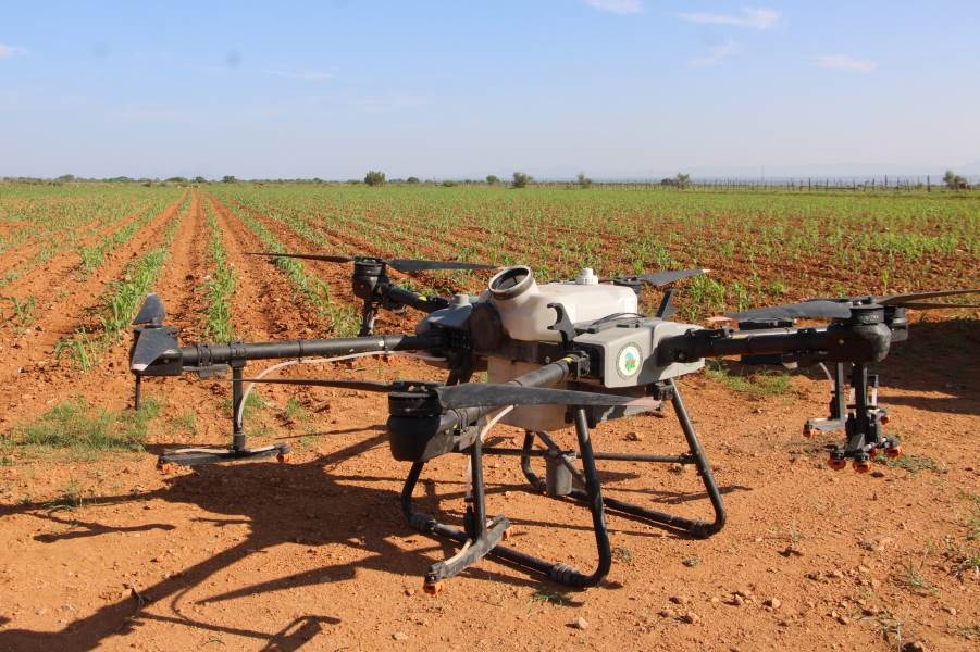 Combaten plaga de chapulines en campos agrícolas