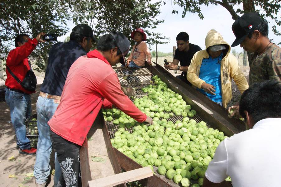 Los productores de Samalayuca retribuyen apoyos del municipio a la comunidad fronteriza