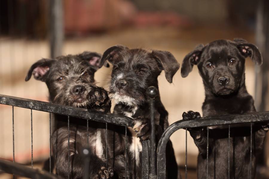 DABA emite recomendaciones para proteger a las mascotas ante bajas temperaturas