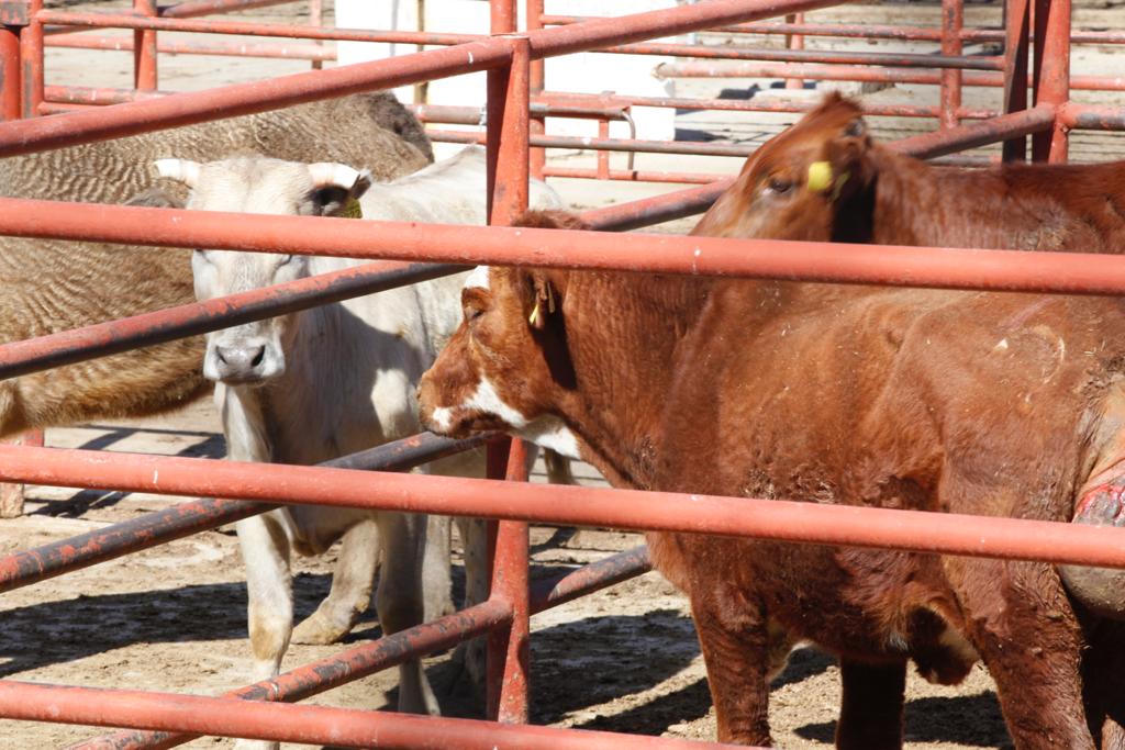 Reporta Rastro Municipal aumento de actividades durante noviembre.