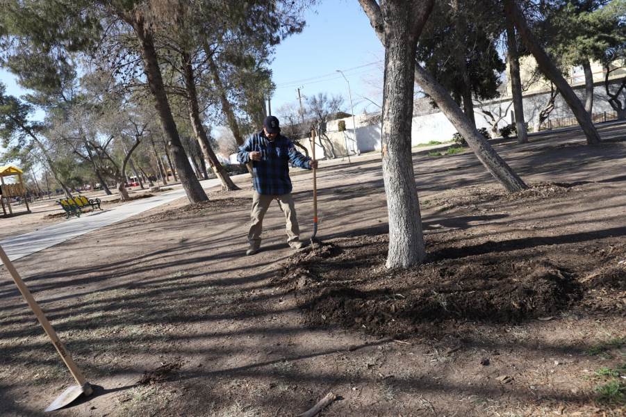 Realizan trabajos de reforestación y mantenimiento en el Parque Borunda