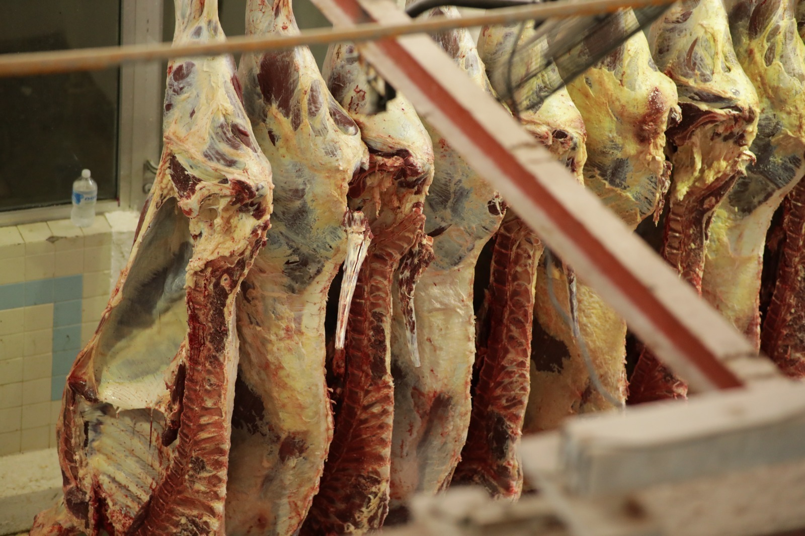 Reporta Rastro Municipal 2 mil 339 sacrificios durante diciembre.