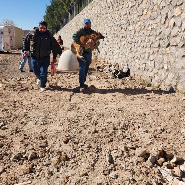 Realizan cinco cateos y rescatan 43 animales en distintos puntos de la ciudad