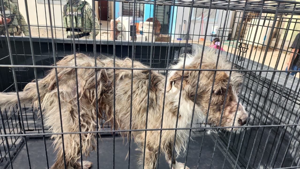 Rescatan a 39 perros durante cateo a vivienda.