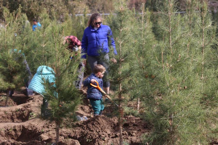 Participaron más de 150 personas en la jornada de voluntariado en el vivero de El Chamizal