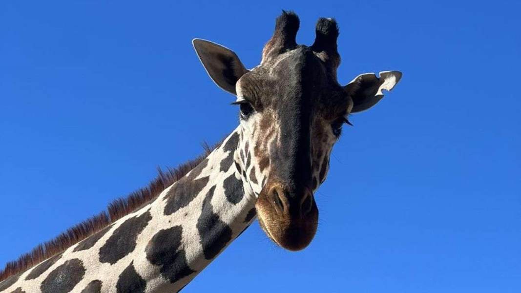 Juárez se queda sin jirafa “Benito” será enviado a Puebla