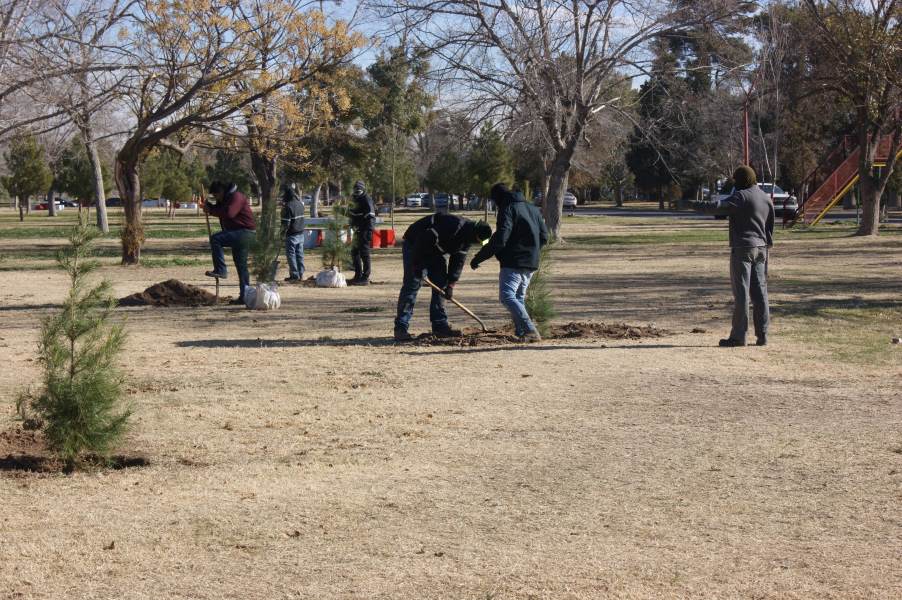 Foresta el Chamizal con 40 pinos afganos