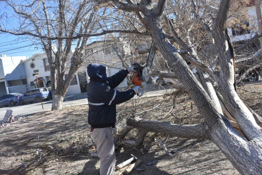 Realizan operativo para el retiro de árboles afectados por vientos