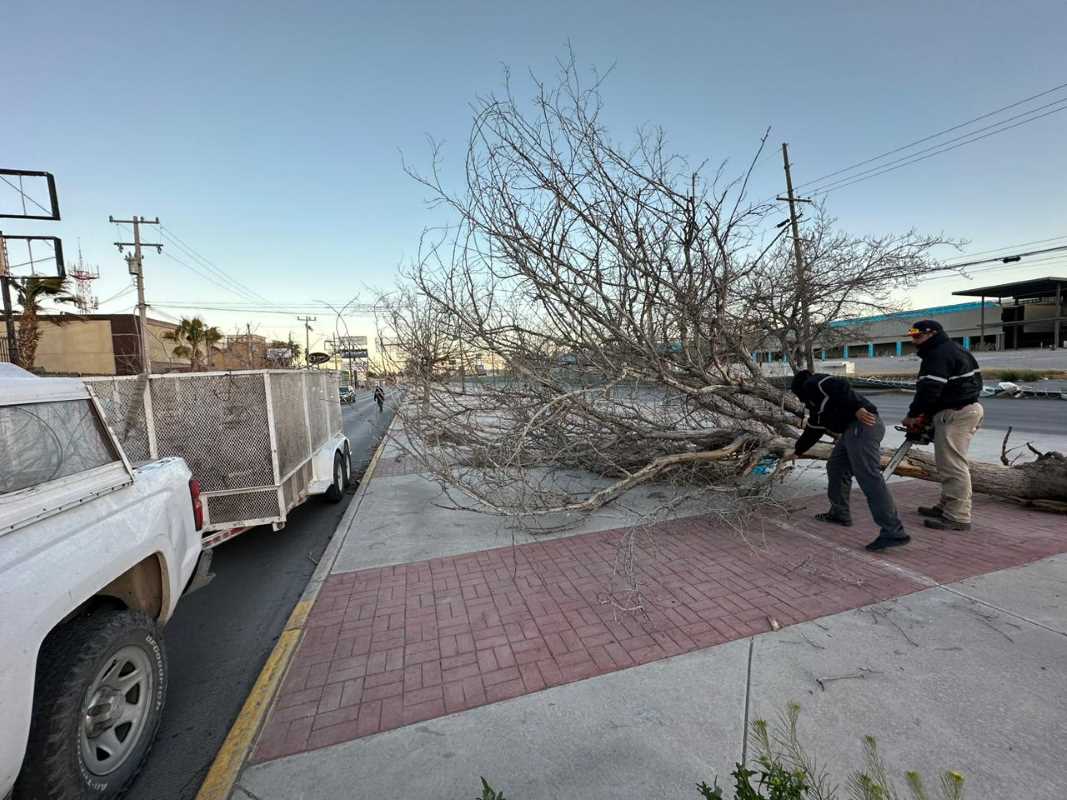Retiran árboles dañados por los fuertes vientos
