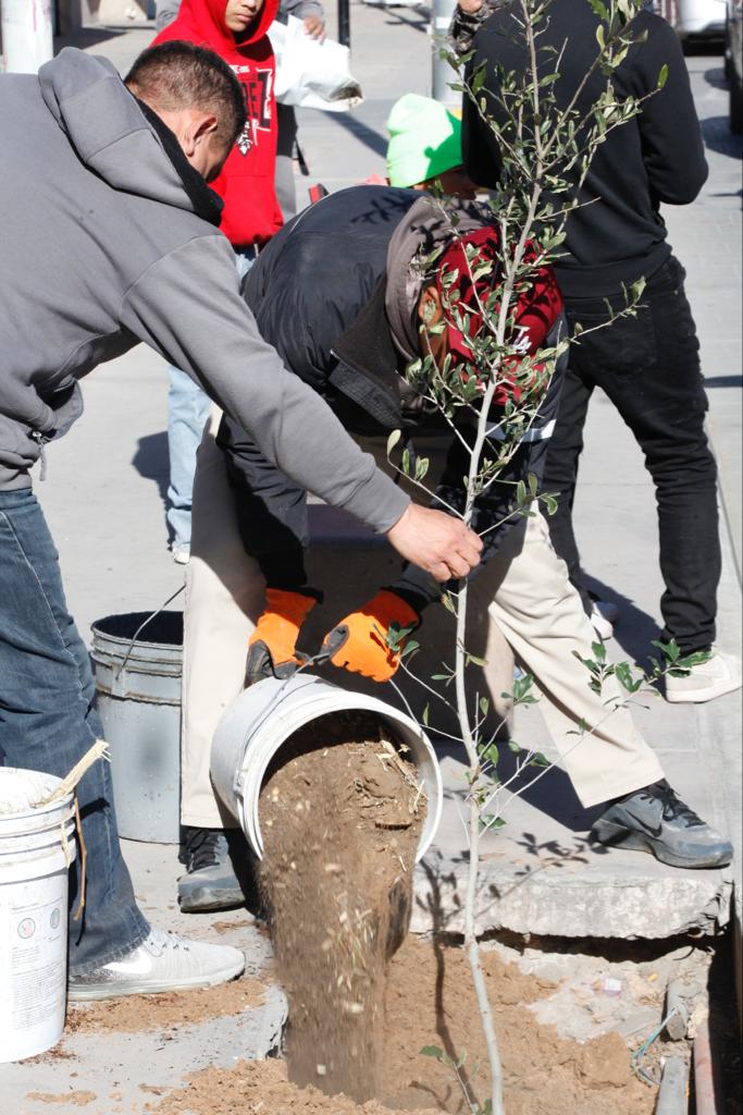 Mantienen forestación de camellón en el Boulevard Juan Pablo Segundo.
