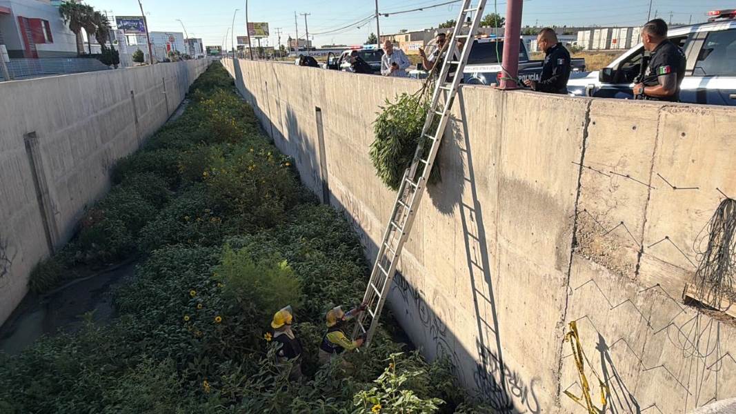 Asegura SSPM planta de marihuana localizada en un drenaje pluvial