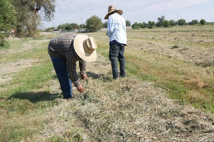 Aumenta la producción agropecuaria con apoyos que da Gobierno Municipal