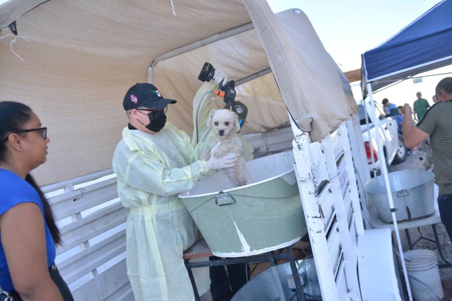 Atendió Ecología a 315 mascotas con los baños garrapaticidas