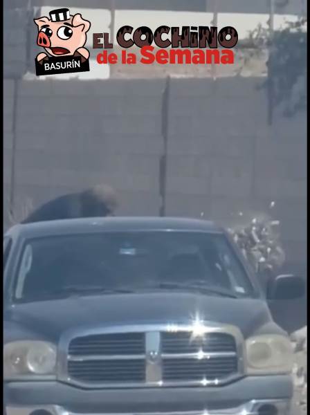 Cayeron otros dos Cochinos de la Semana