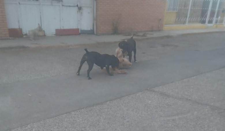 Sacrificio de dos perros fue por historial agresivo que tenían