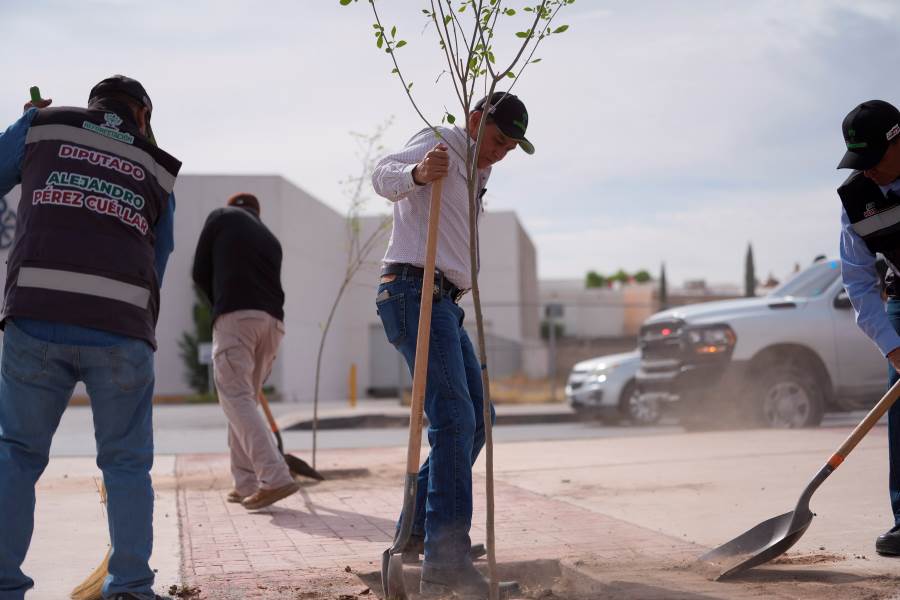 Realiza Alejandro Pérez Cuéllar  reforestación en corredor vial de Paseo de la Victoria y Antonio J. Bermúdez