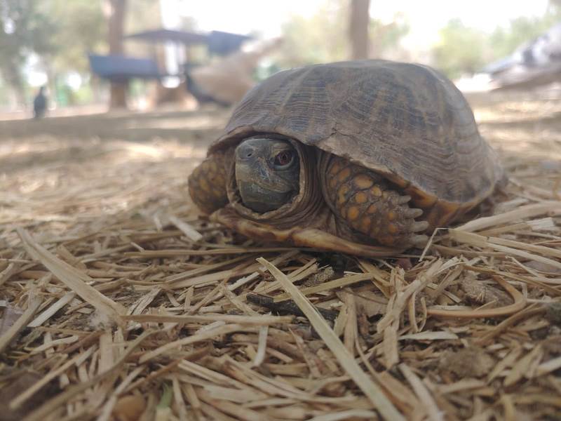 Piden evitar abandono de animales en el Parque Central