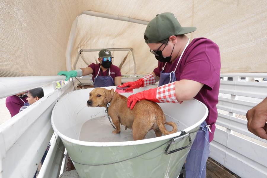 Arrancó Municipio campaña de baños garrapaticidas a mascotas