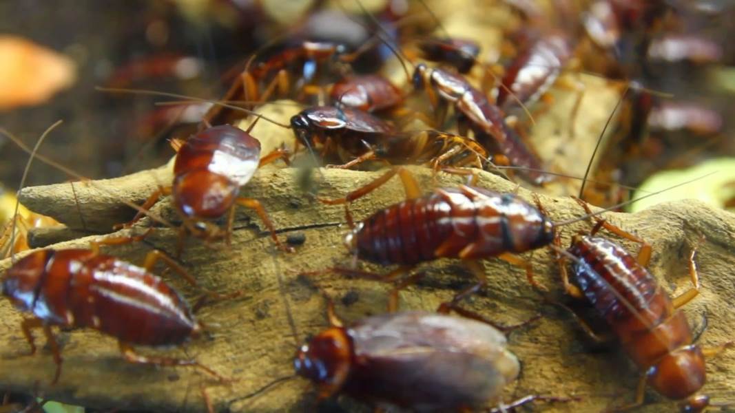 Alerta Coespris por proliferación de fauna nociva