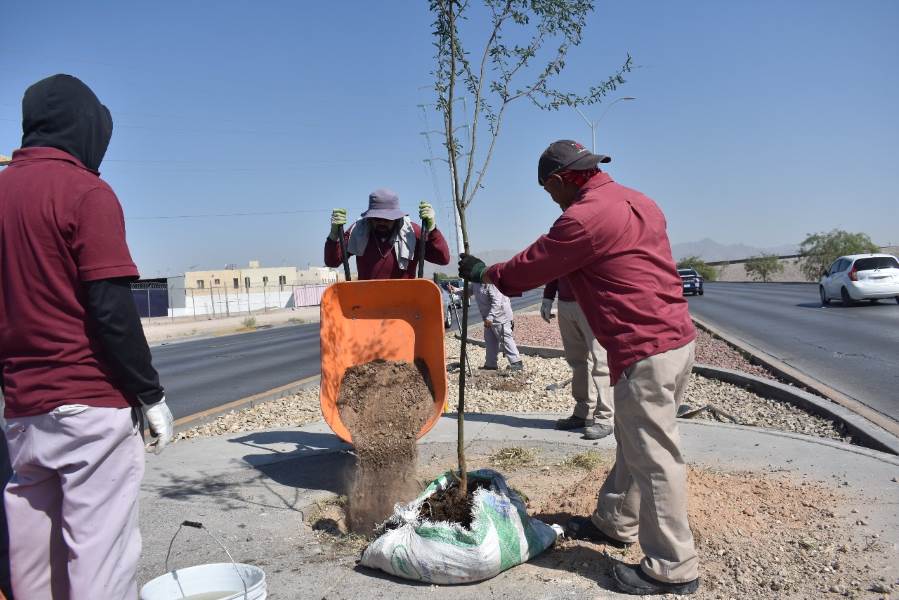 Plantó Parques y Jardines 35 árboles en el bulevar Juan Pablo II