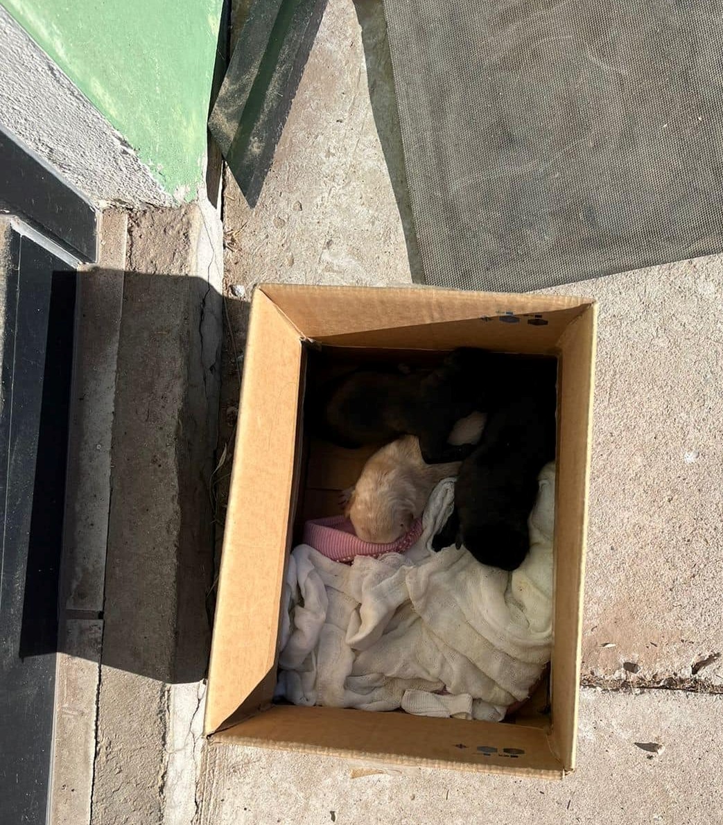 Abandonan cachorros afuera del RAMM