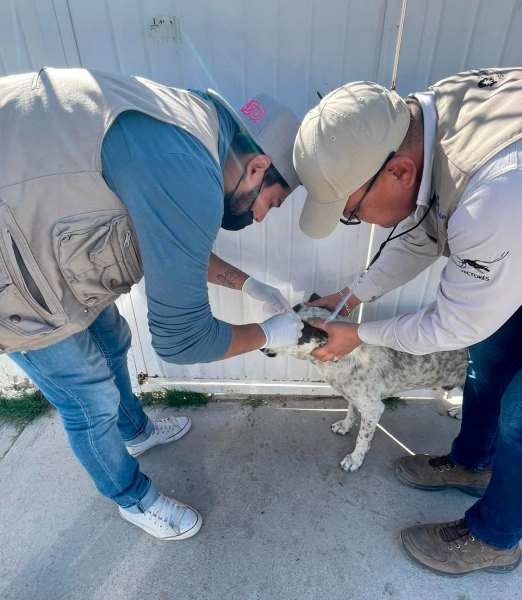 Continúan acciones contra la Rickettsiosis