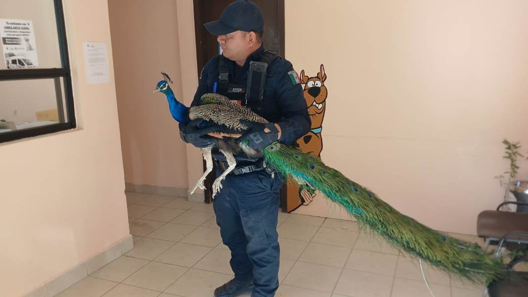 Resguarda SSPM pavorreal localizado en la vía pública