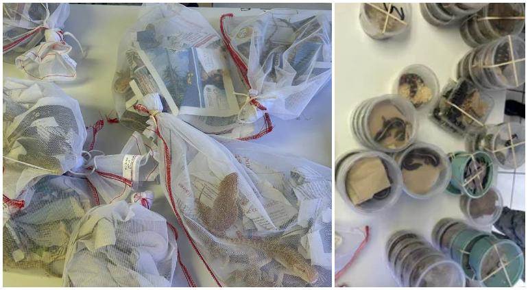 Decomisó Aduana de Ciudad Juárez 90 especies exóticas en cruce internacional