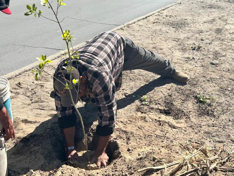 Recomienda Parques y Jardines plantar árboles en primavera