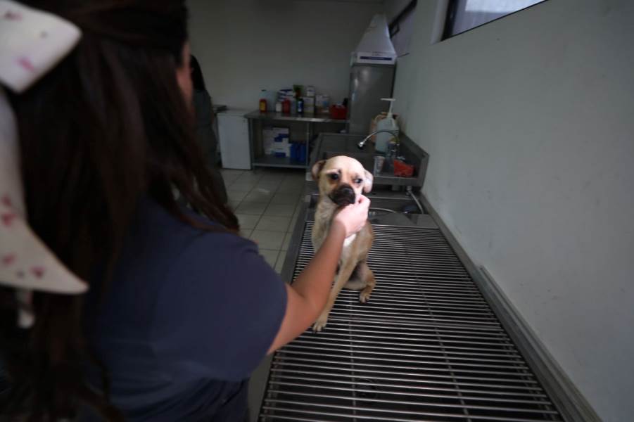 Invita alcalde a conocer DABA y adoptar con responsabilidad