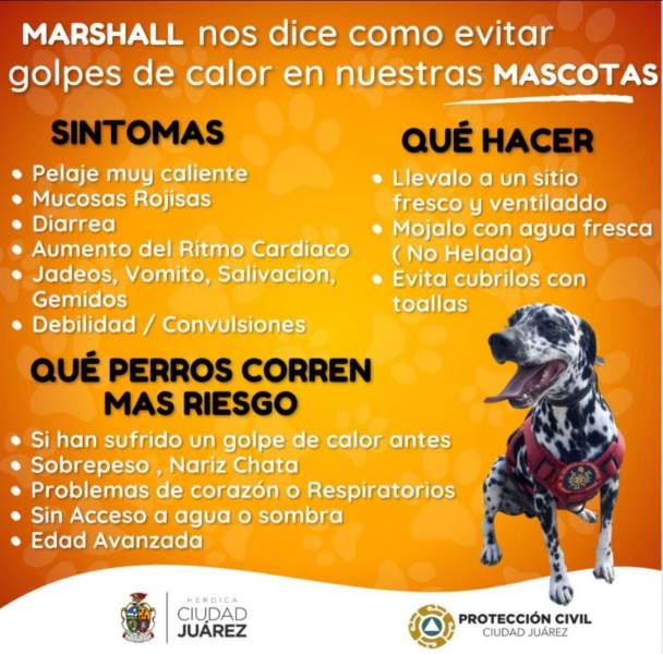 Protección Civil emitió recomendaciones en prevención de golpes de calor en las mascotas