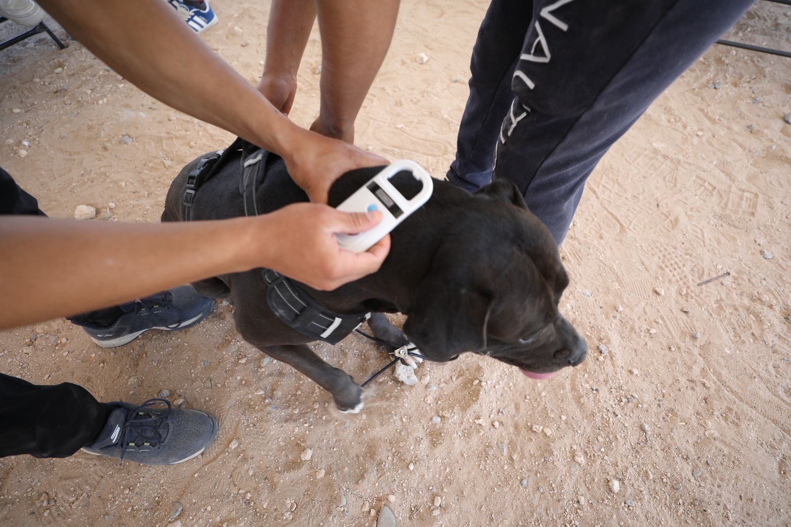 Ponen microchips a animalitos del suroriente