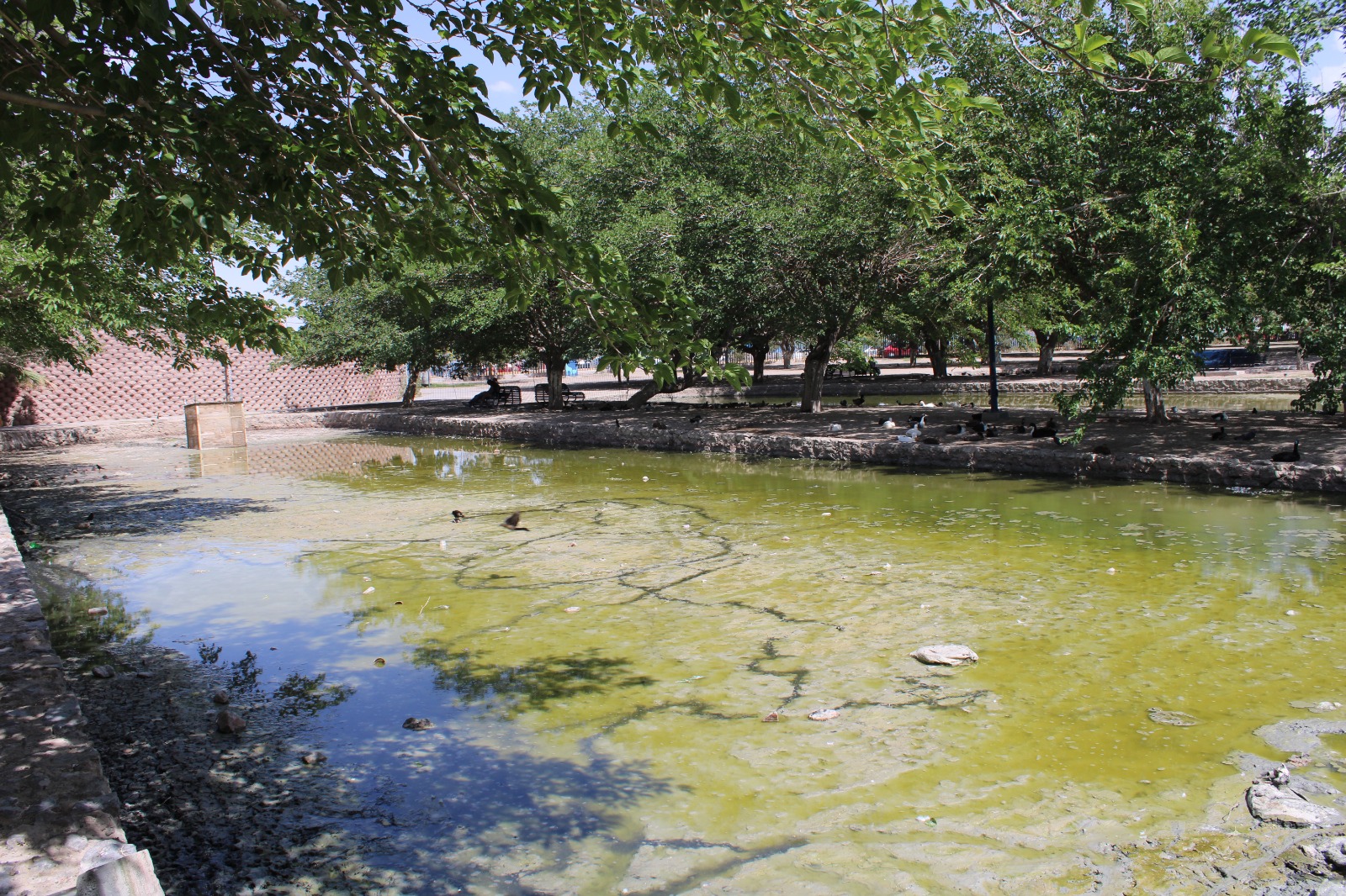  Realiza en Parque Central mejoras en el lago
